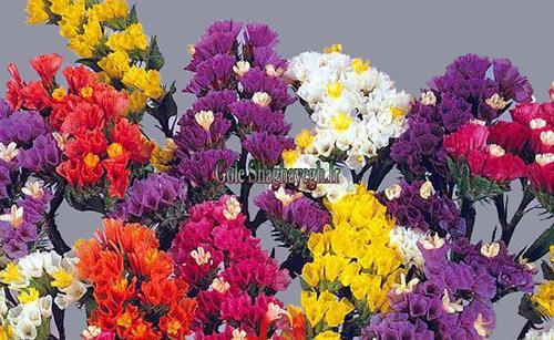 عکس گل شقایق زرد