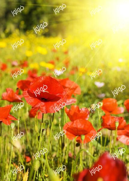 عکس گل شقایق زرد