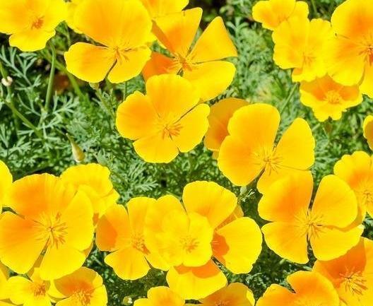 عکس گل شقایق زرد