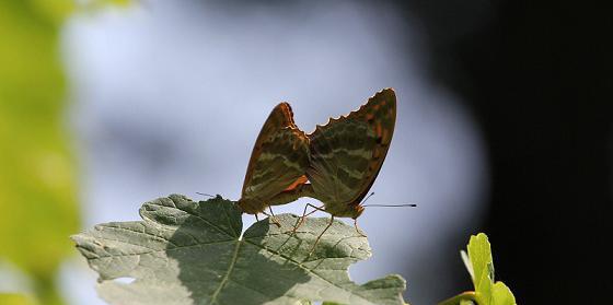 عکس پروانه جفت