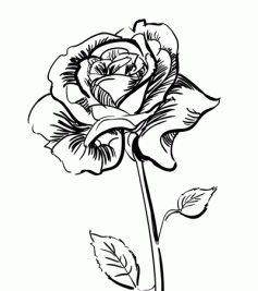 عکس گل رز برای نقاشی