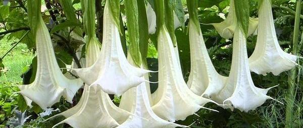 عکس گل شیطان