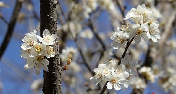 عکس نوشته صدای پای بهار می آید