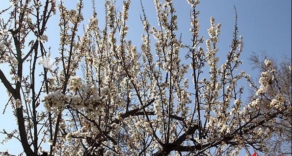 عکس نوشته صدای پای بهار می آید