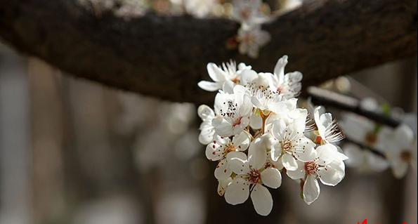 عکس نوشته صدای پای بهار می آید