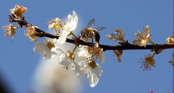 عکس نوشته صدای پای بهار می آید