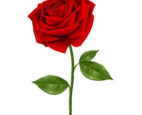 عکس گل رز شاخه