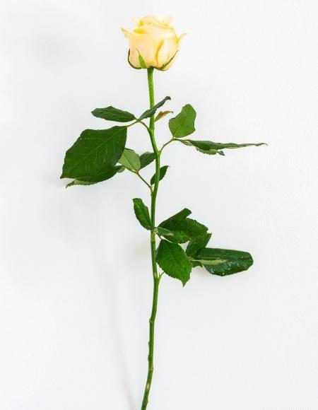 عکس گل رز شاخه