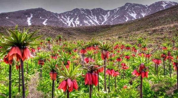 عکس از طبیعت خوانسار