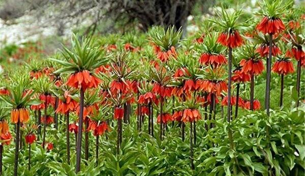 عکس از طبیعت خوانسار