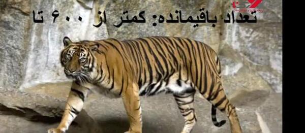 عکس حیوانات در حال انقراض