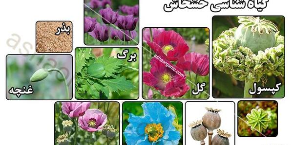 عکس گل خشخاش تریاک