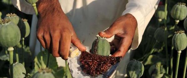 عکس گل خشخاش تریاک
