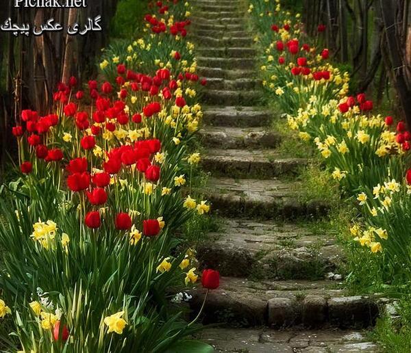 عکس منظره چمن