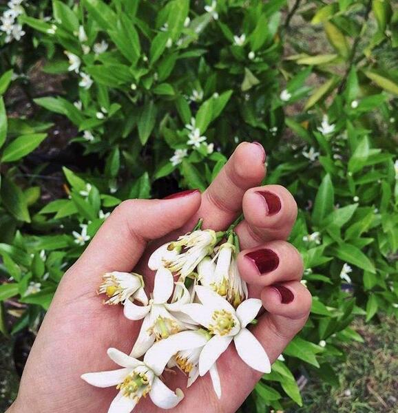 عکس شکوفه بهار نارنج