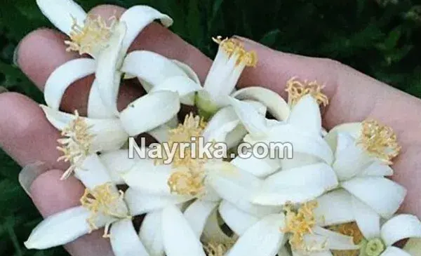 عکس شکوفه بهار نارنج