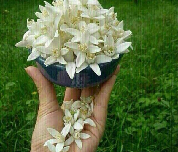 عکس شکوفه بهار نارنج