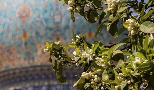 عکس شکوفه بهار نارنج