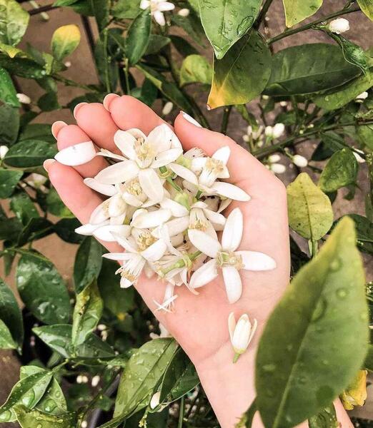 عکس شکوفه بهار نارنج