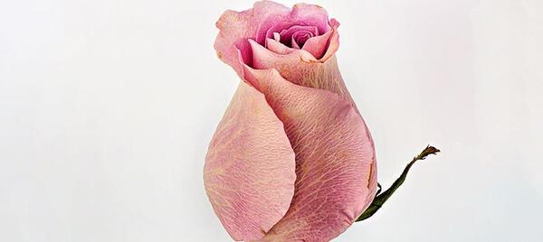 عکس گل سرخ غنچه