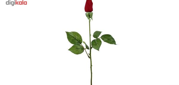 عکس گل سرخ غنچه