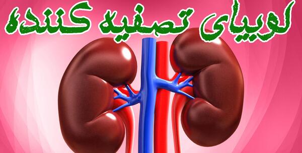 عکس متن جابر