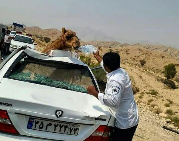 عکس تصادف شتر