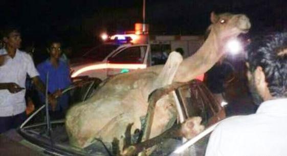 عکس تصادف شتر
