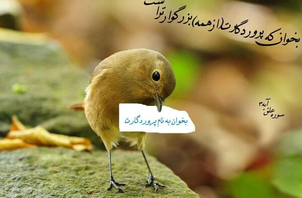 عکس نوشته خدا گفت تو ریحانه خلقتی