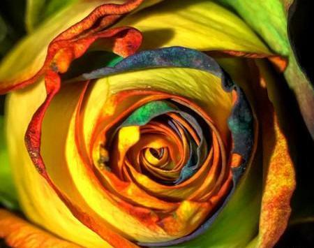 عکس گل های رنگی زیبا