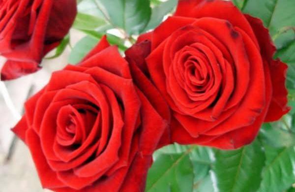 عکس تصاویر گلهای سرخ زیبا