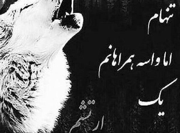 عکس گرگ نوشته خفن