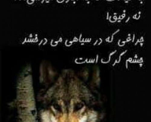 عکس گرگ نوشته خفن