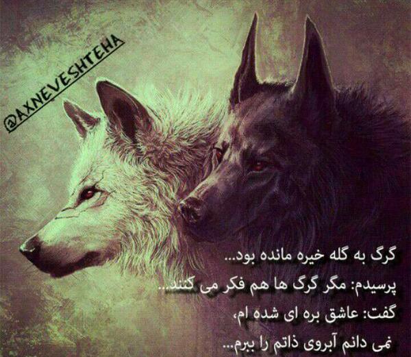 عکس گرگ نوشته خفن