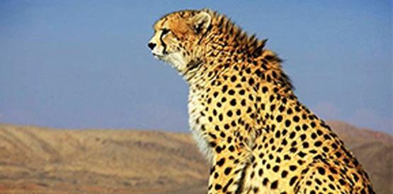 عکس یوز پلنگ امریکایی