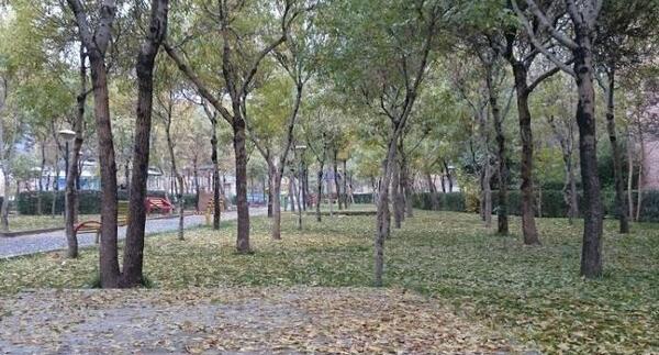 عکس باران اراک