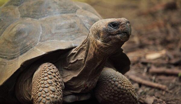 عکس لاک پشت در طبیعت