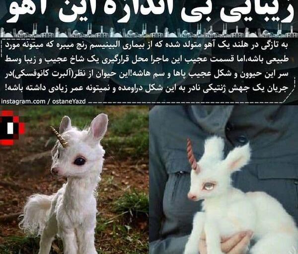عکس زیباترین آهو