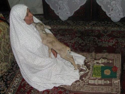 عکس زیباترین آهو