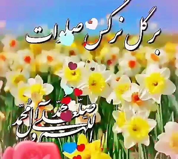 عکس گل نرگس قشنگ