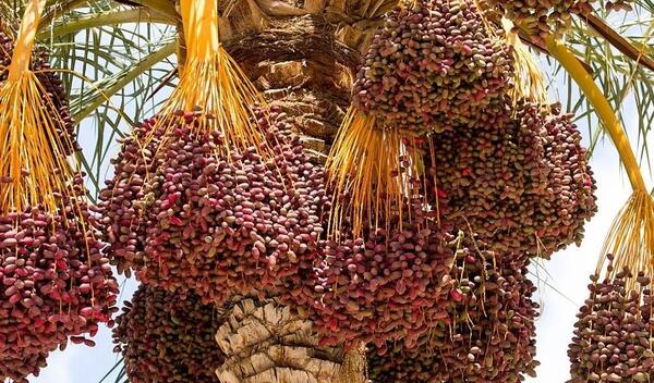 عکس درخت لپه
