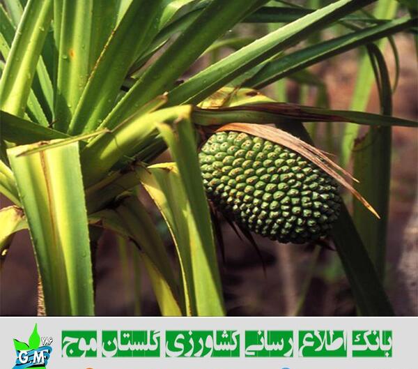 عکس درخت لپه