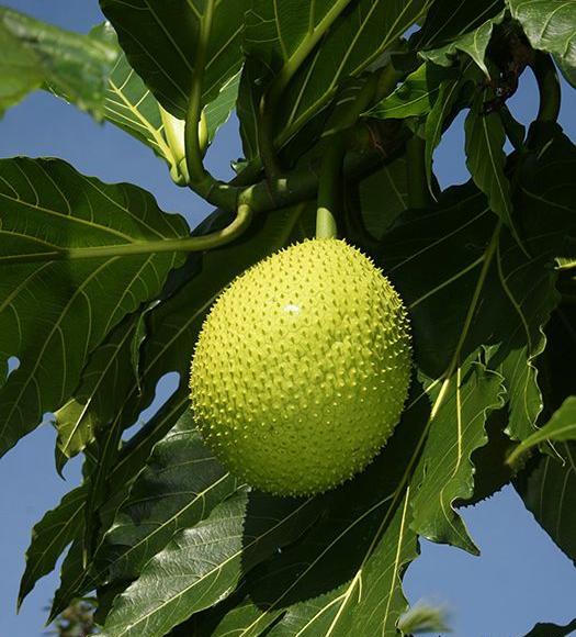 عکس درخت لپه