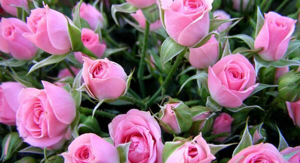 عکس گل های زیبا و قشنگ برای پروفایل