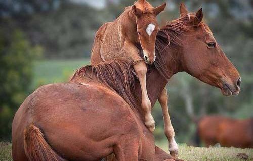 عکس اسب و کره اسب