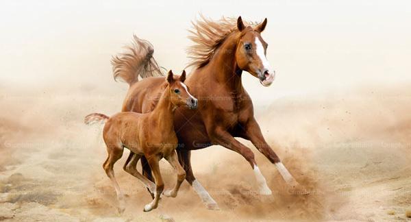 عکس اسب و کره اسب