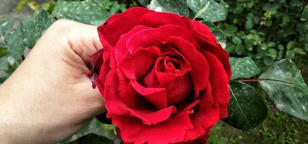 عکس های متحرک بهاری