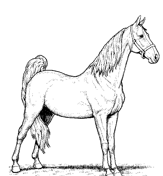 عکس اسب نقاشی