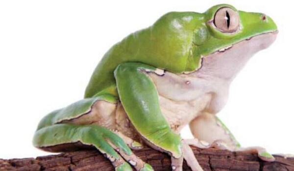 عکس بچگی قورباغه