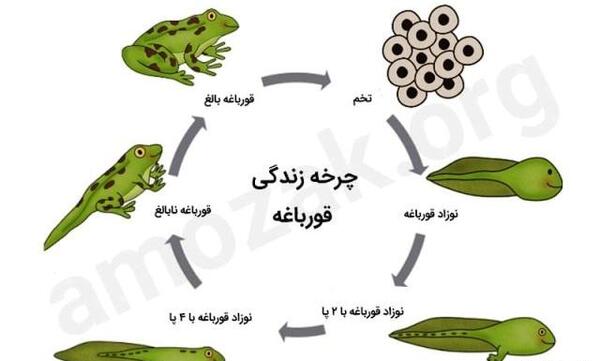 عکس بچگی قورباغه
